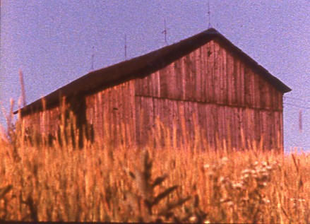 Barn Rushes