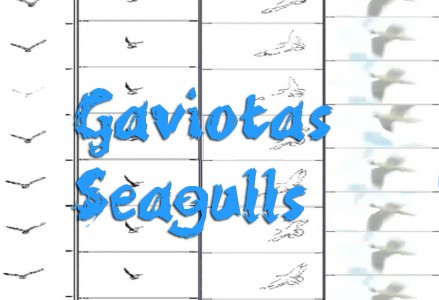 Seagulls - Gaviotas