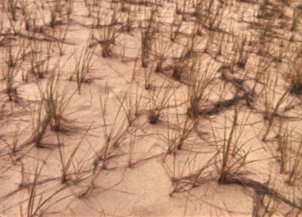 The Dunes of Turo