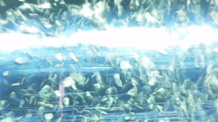 Surveillance Film: Aquatilis