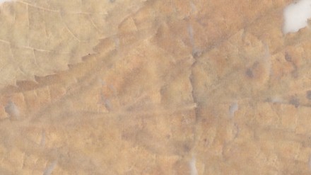 Leaf (Abstract nr.3)